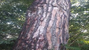 Le pin des landes (pinus pinaster), un arbre fabuleux