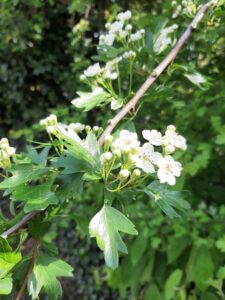 Lire la suite à propos de l’article Sommeil de rêve : est-il possible de retrouver des nuits paisibles naturellement ?