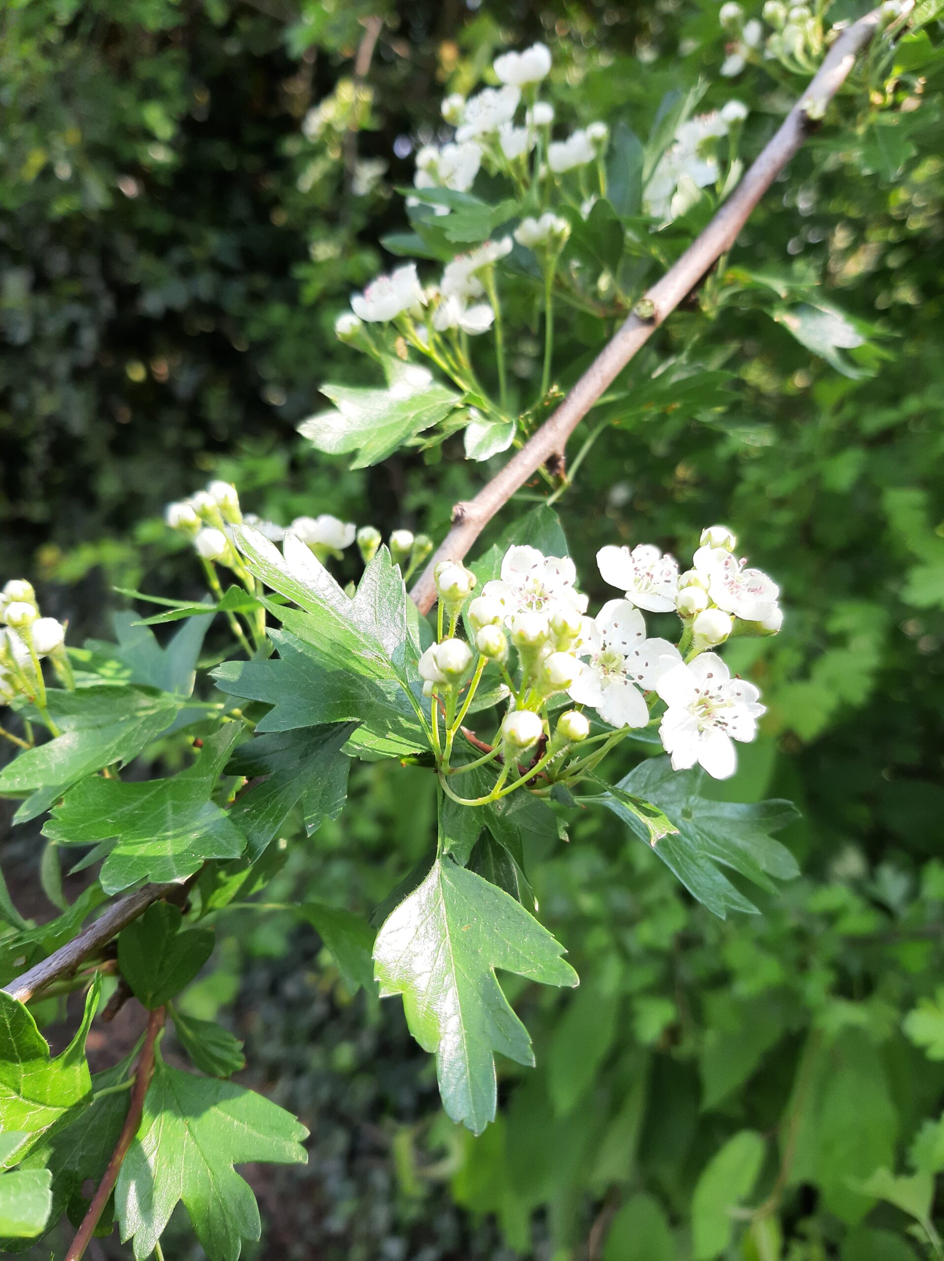You are currently viewing Sommeil de rêve : est-il possible de retrouver des nuits paisibles naturellement ?