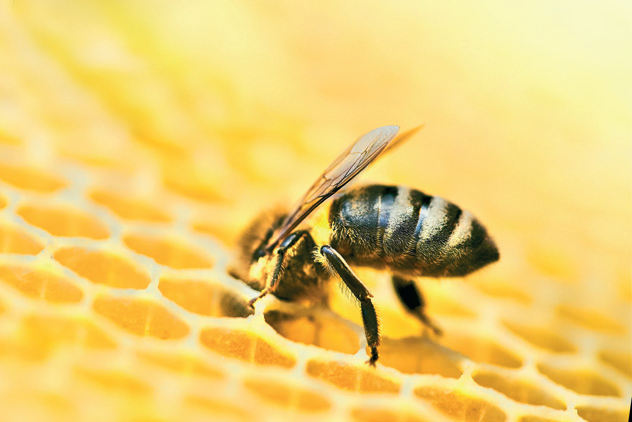 <strong>Le miel une solution naturelle pour une bonne santé</strong>