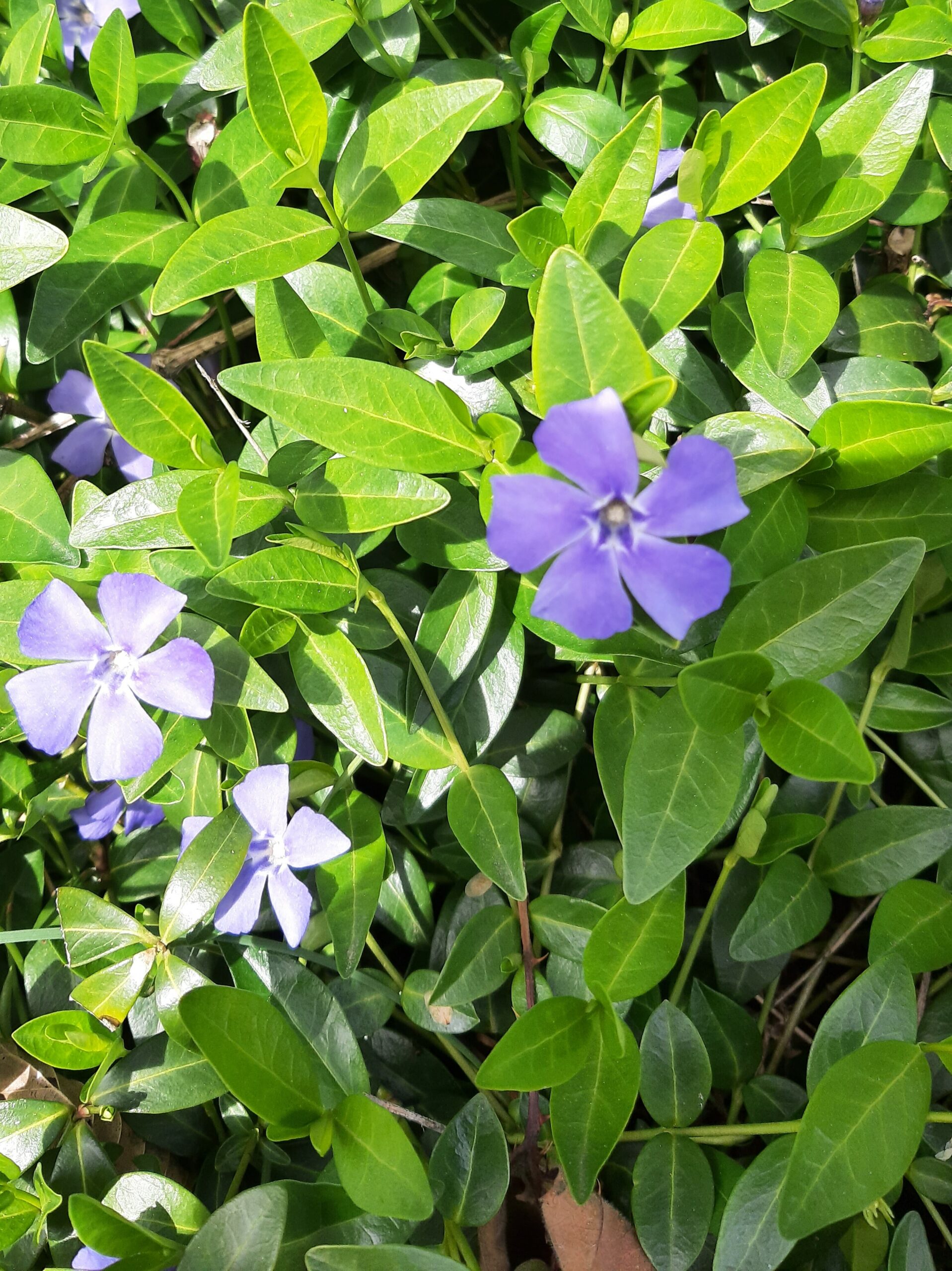 You are currently viewing La plante oubliée : la violette des sorcières !