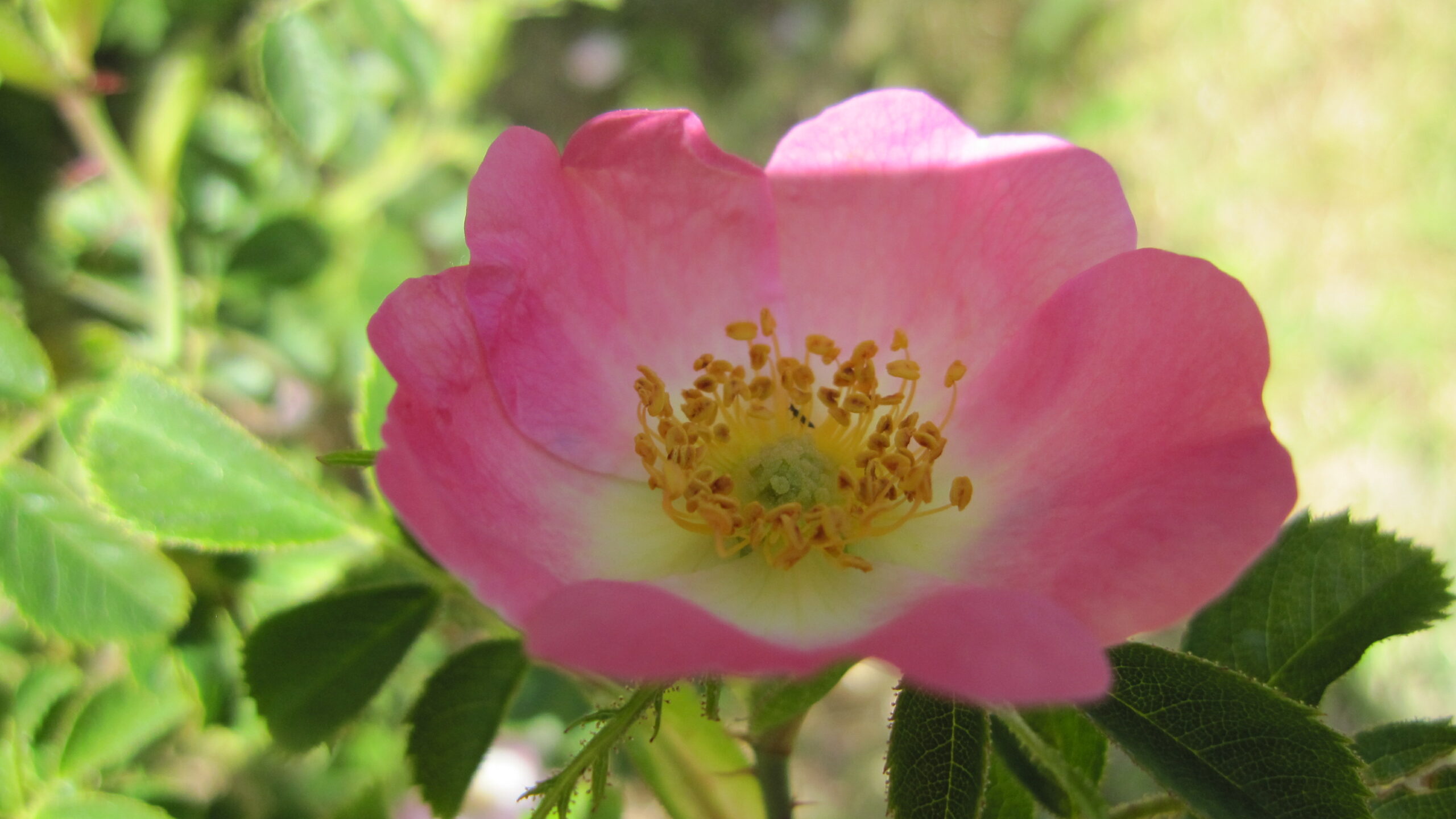 You are currently viewing L’Huile de rose musquée du Chili pour une belle peau !