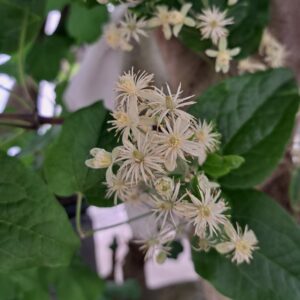 Lire la suite à propos de l’article Harmoniser nos émotions : Elixirs floraux – La Clématite (Clématis vitalba)