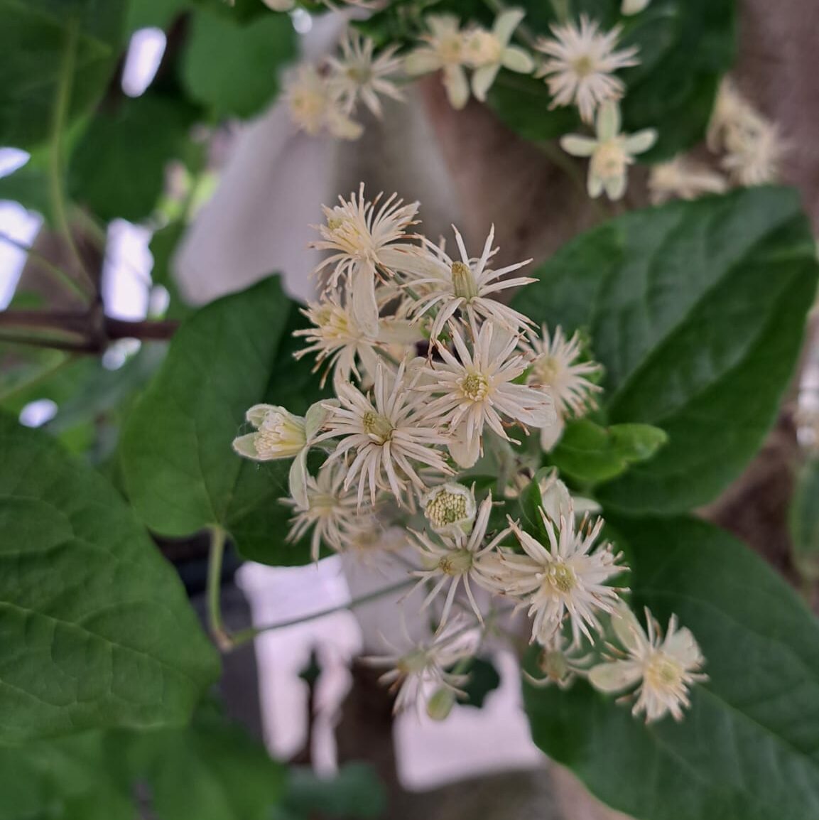 Lire la suite à propos de l’article Harmoniser nos émotions : Elixirs floraux – La Clématite (Clématis vitalba)