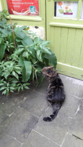 Lire la suite à propos de l’article Consoude officinale : la plante qui répare les os… des chats !