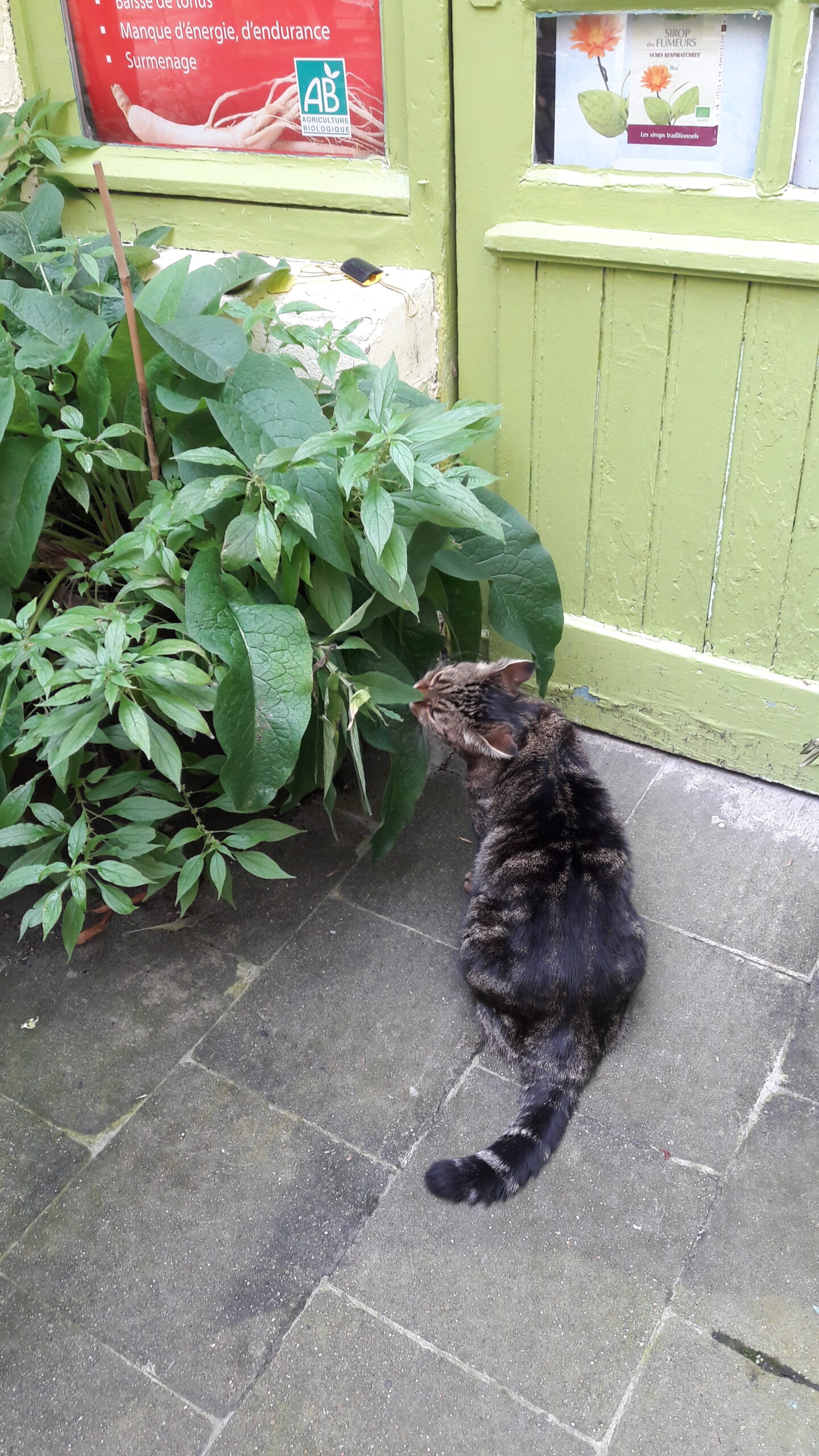 You are currently viewing Consoude officinale : la plante qui répare les os… des chats !