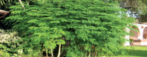 Lire la suite à propos de l’article Moringa : l&rsquo;arbre miracle ?